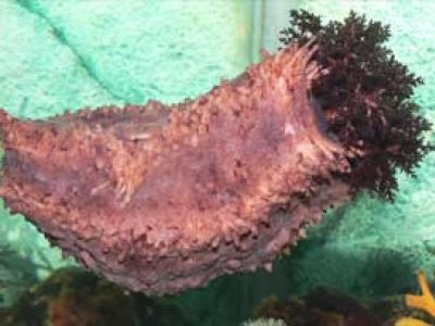 Ученые: препарат из кукумарии может убивать раковые клетки