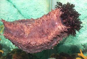 Ученые: препарат из кукумарии может убивать раковые клетки