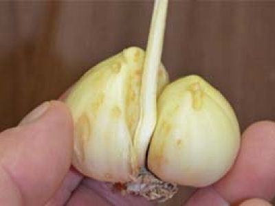 Употребление чеснока может снизить риск развития некоторых видов рака