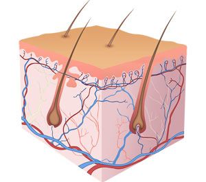 Ученые впервые пересадили ребенку генетически модифицированную кожную ткань